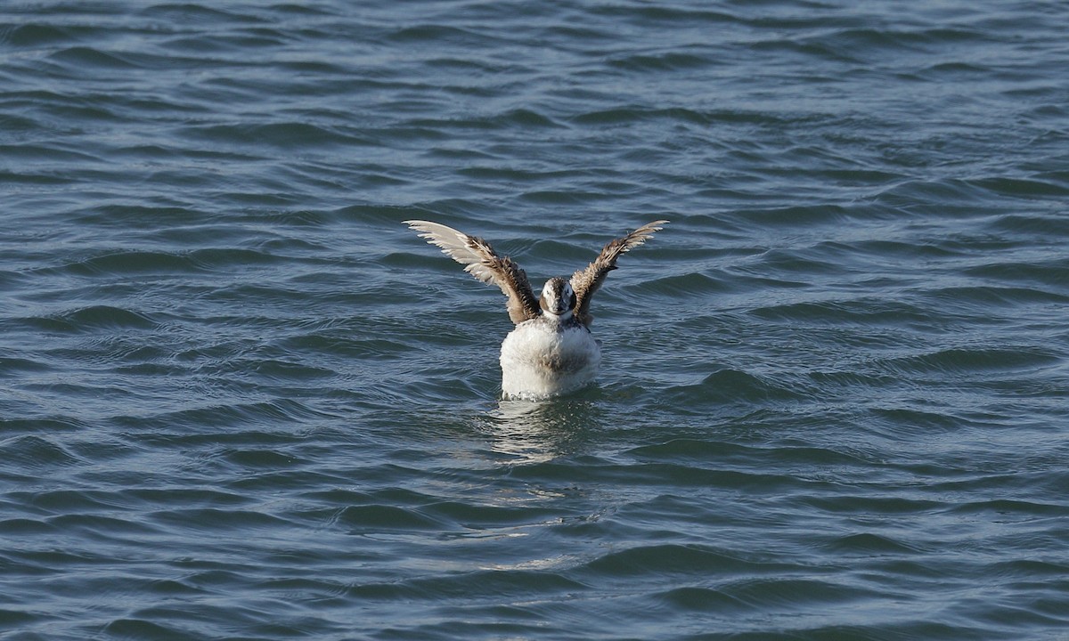 Long-tailed Duck - ML619919033
