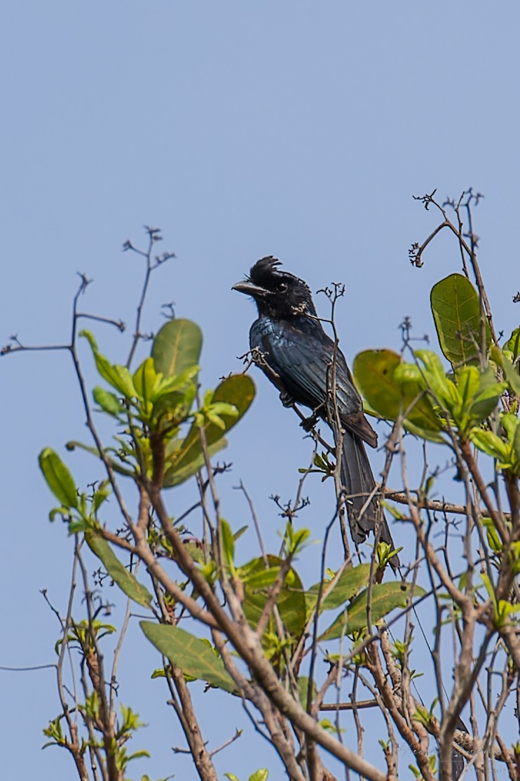 Lesser Racket-tailed Drongo - ML619919035