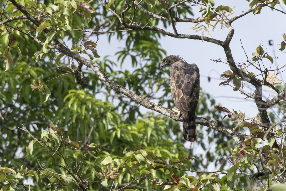 Changeable Hawk-Eagle - ML619919065