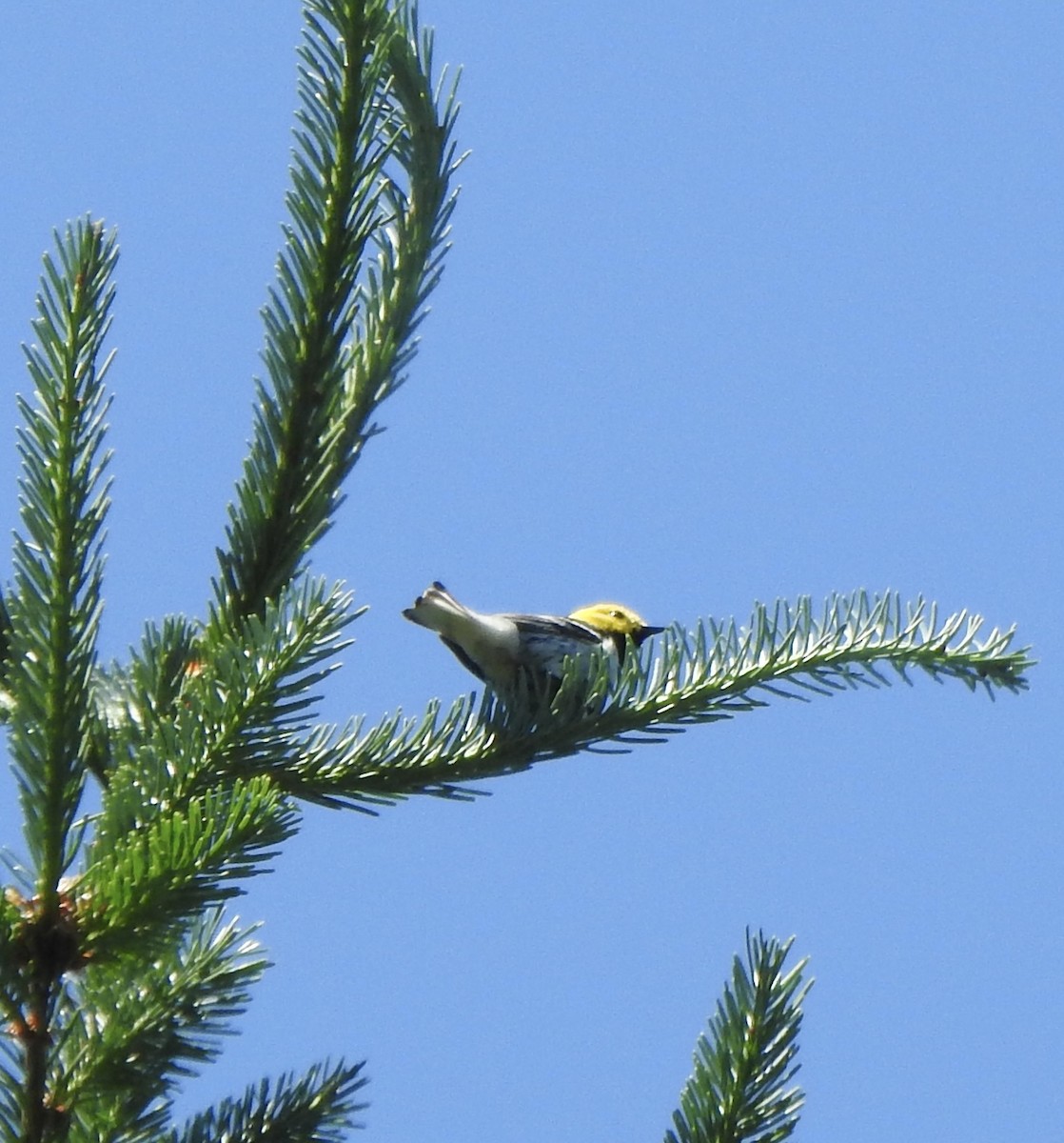 Paruline à tête jaune - ML619919091