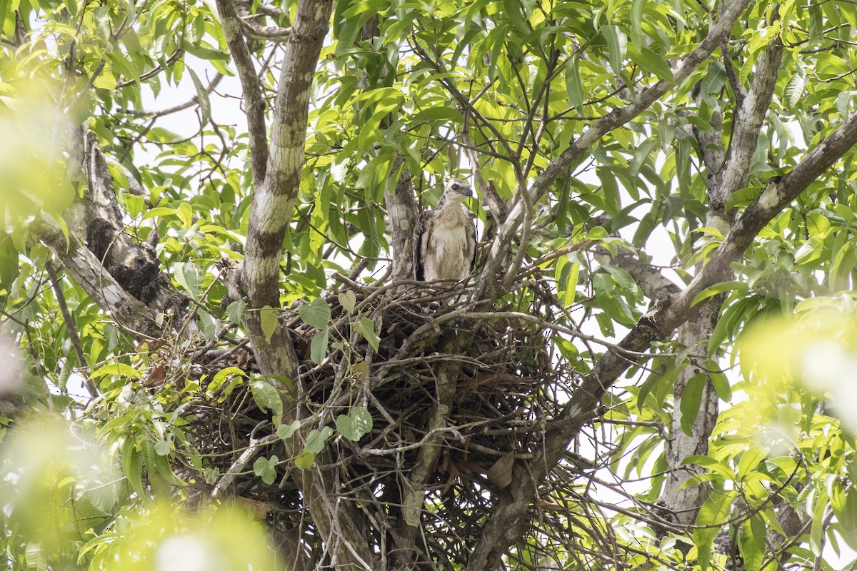 Indienhaubenadler - ML619919112