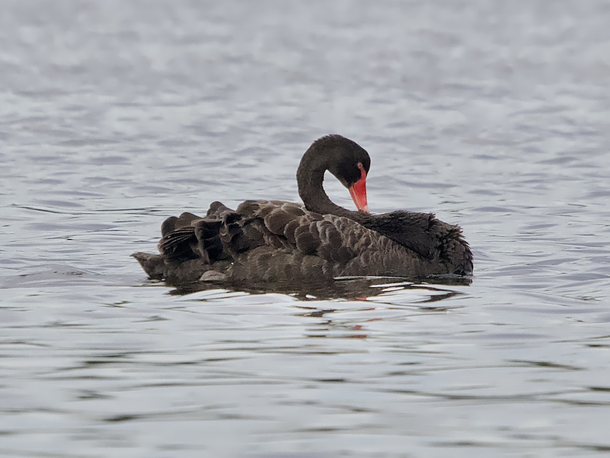 Black Swan - ML619919116