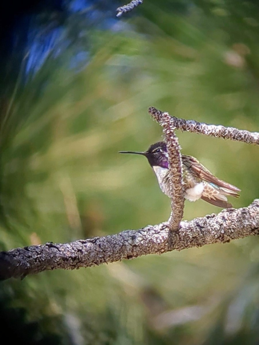 Costa's Hummingbird - ML619919120