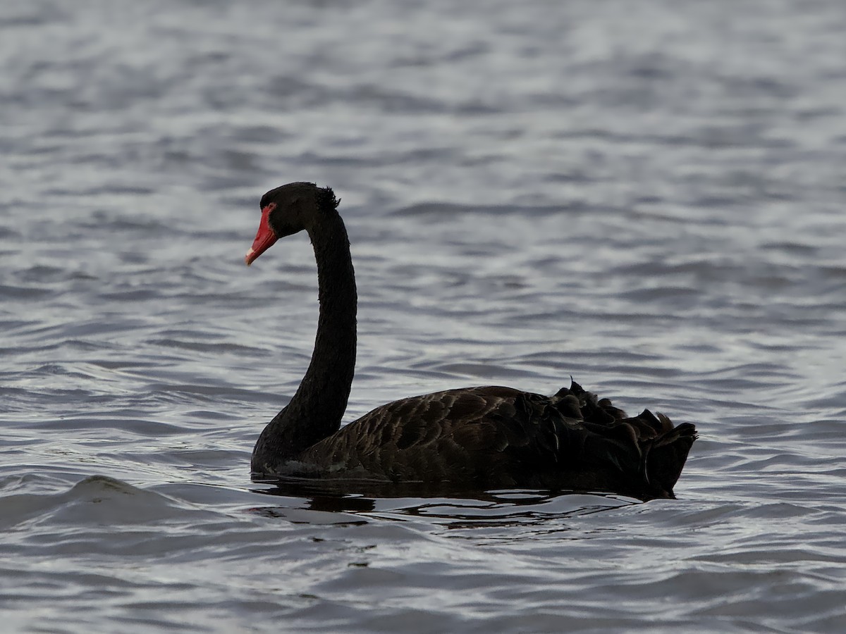 Black Swan - ML619919122