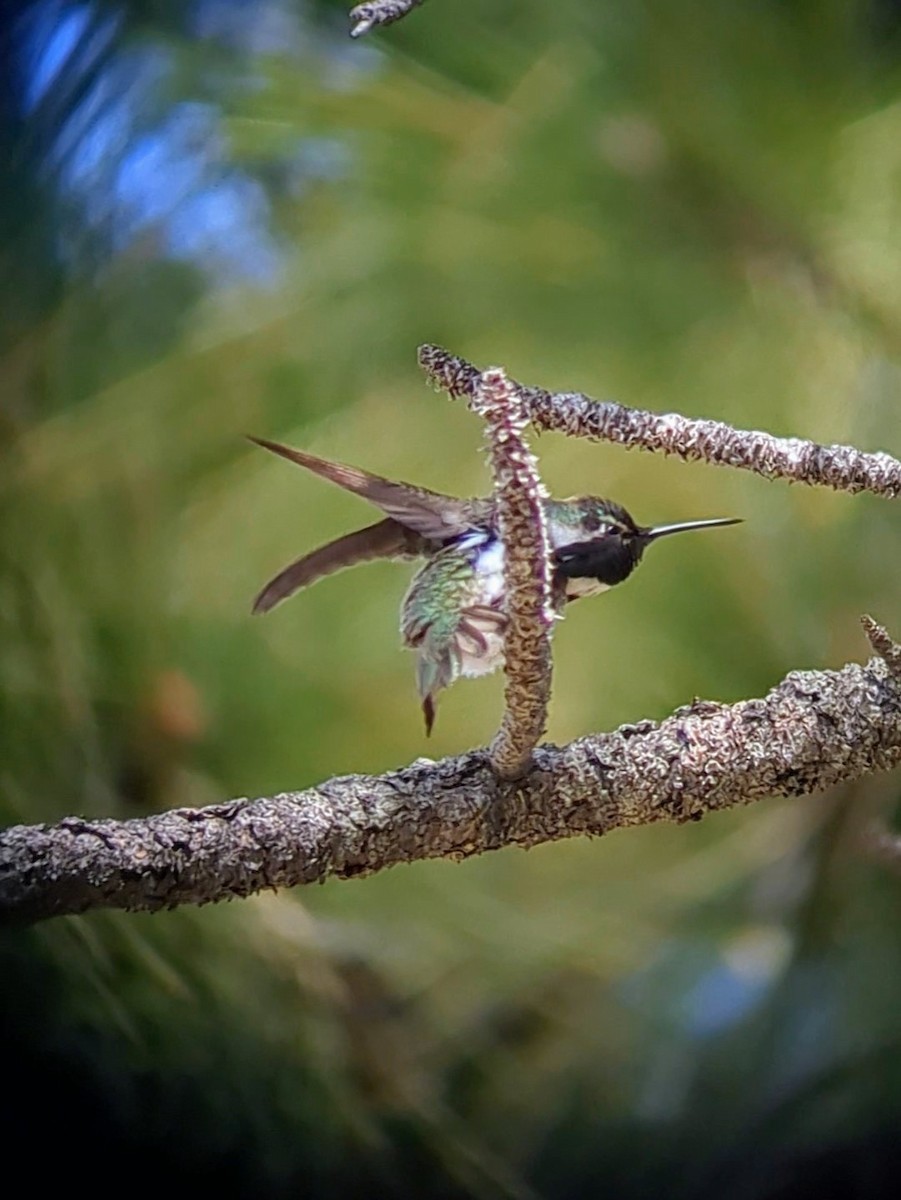 Costa's Hummingbird - ML619919123