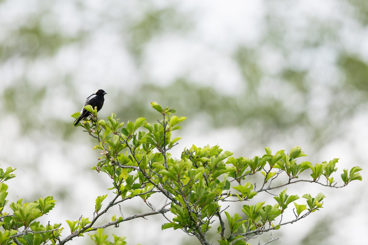 Bobolink - ML619919125