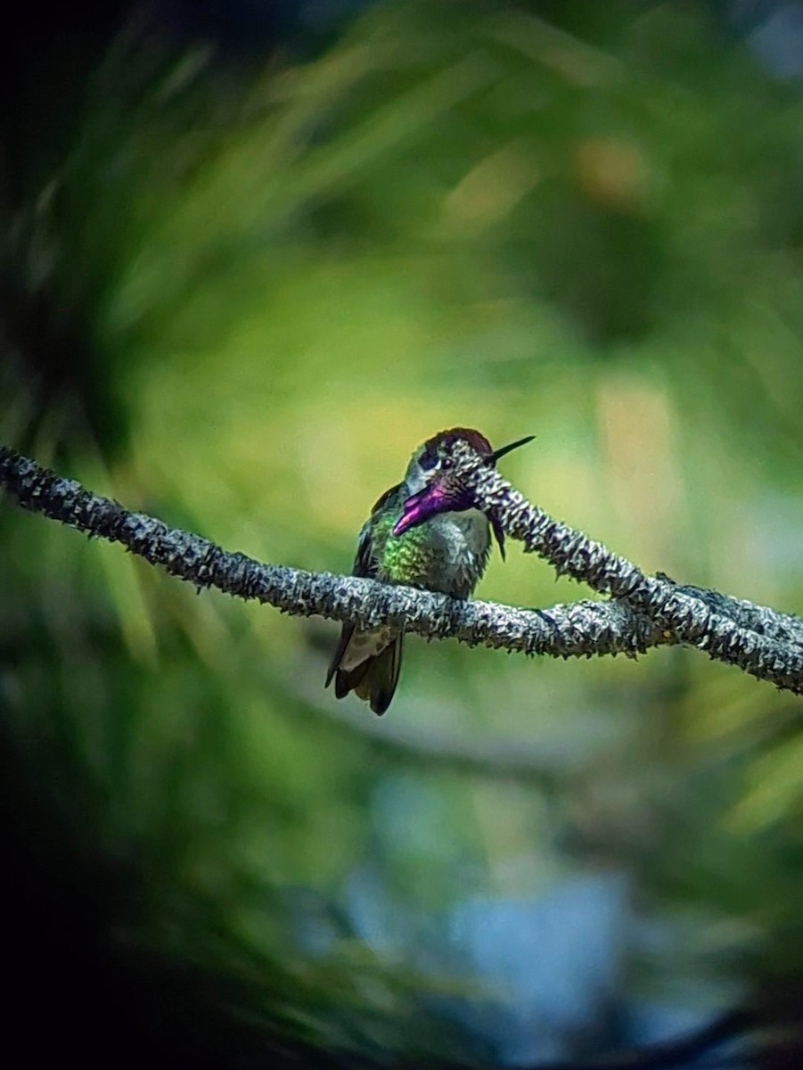 Costa's Hummingbird - ML619919129