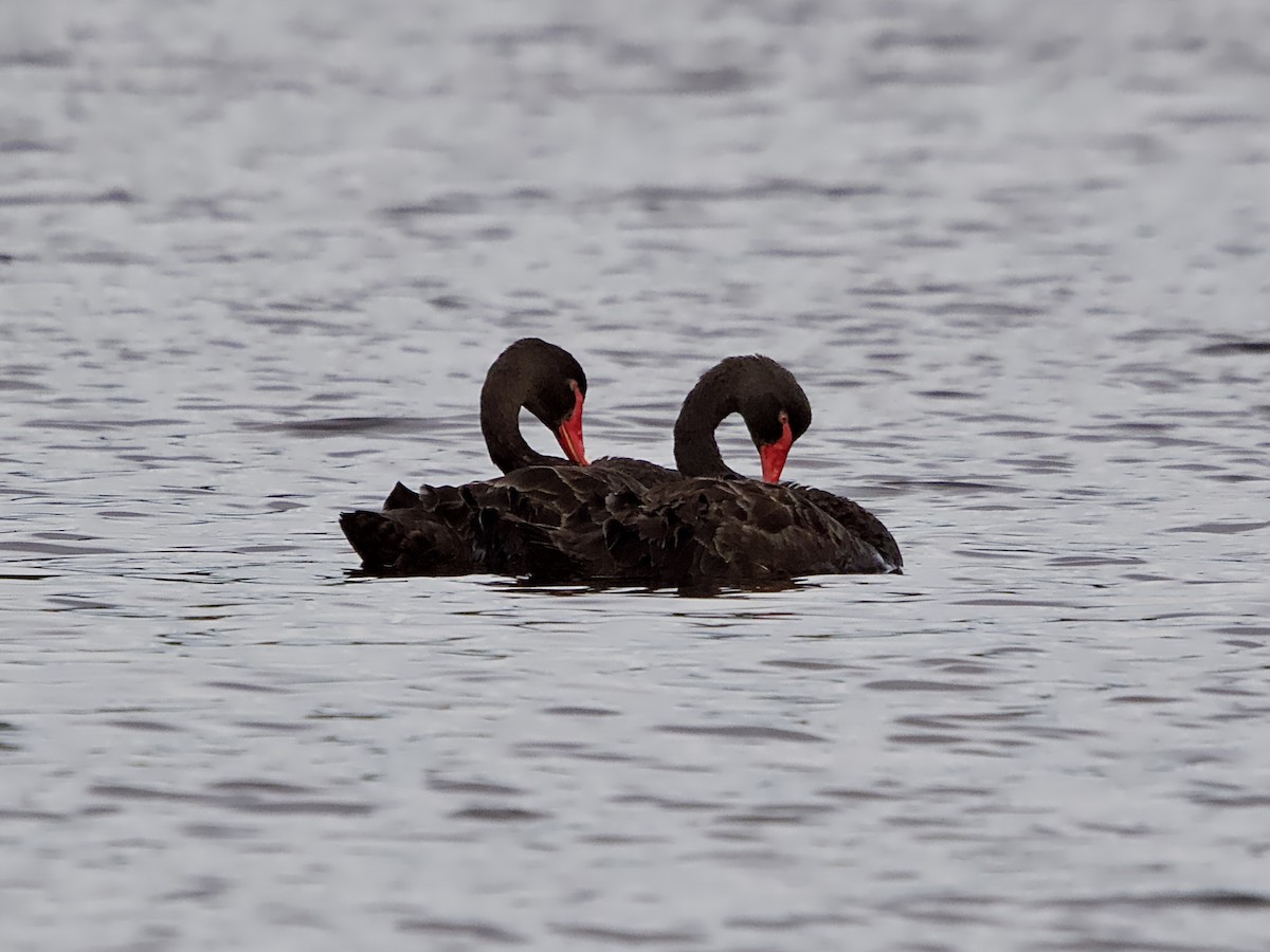 Black Swan - ML619919130