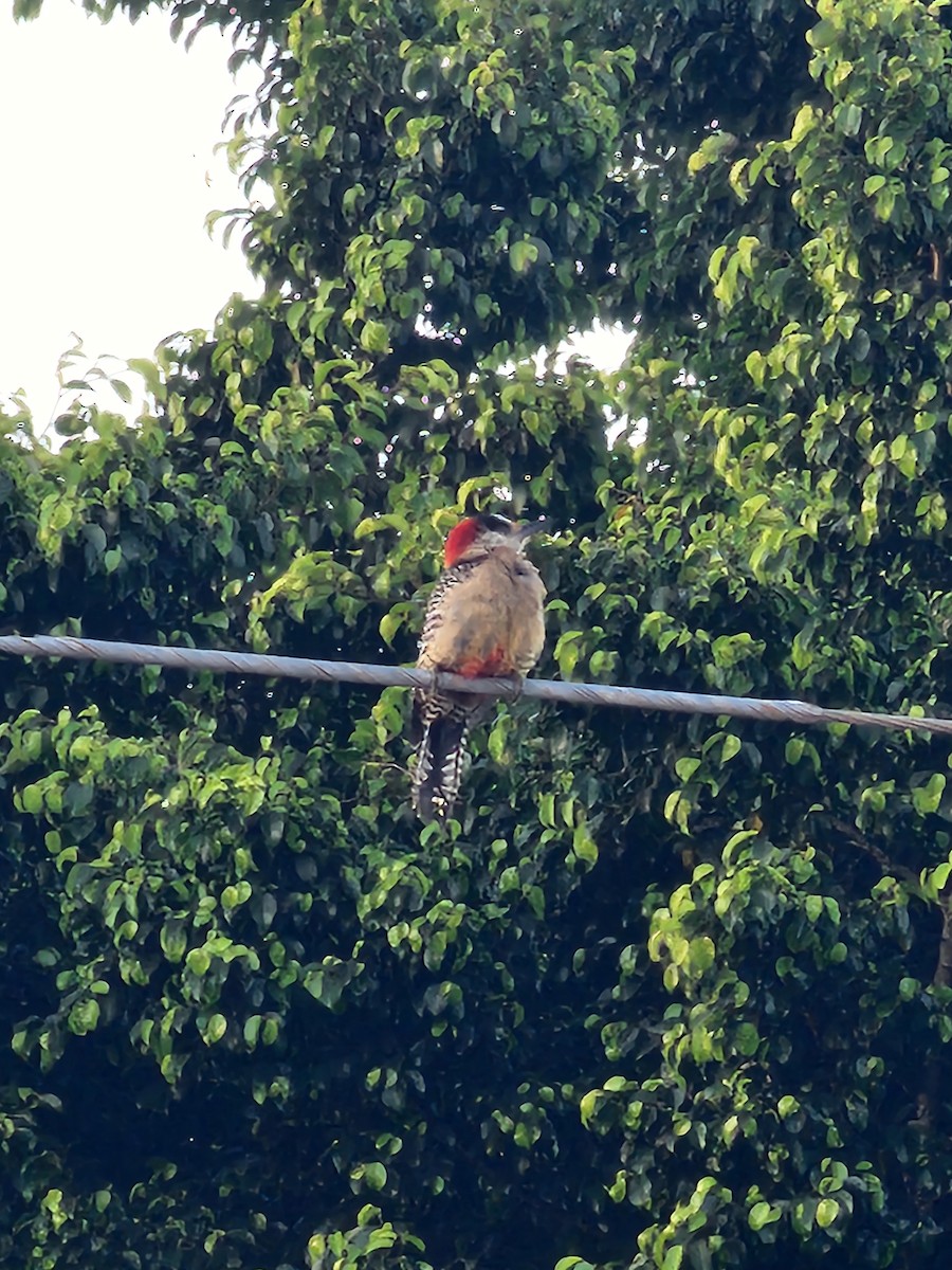 West Indian Woodpecker - ML619919131