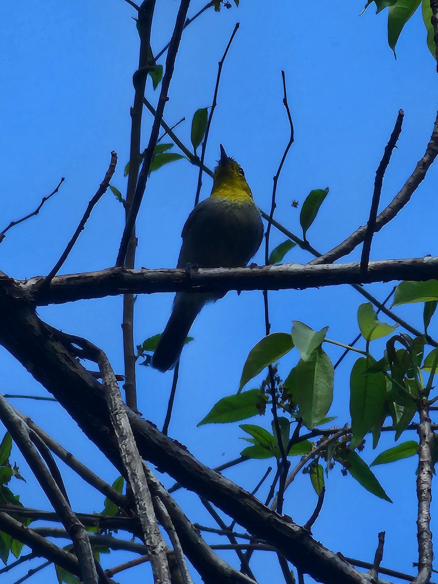 Yellow-headed Warbler - ML619919146
