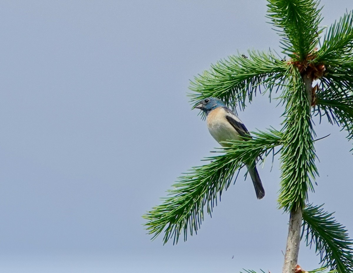 Lazuli Bunting - ML619919148