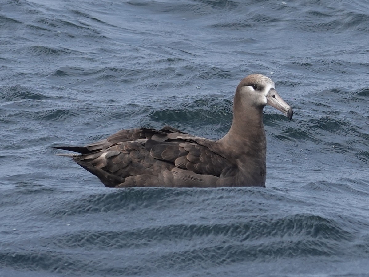 Albatros à pieds noirs - ML619919188
