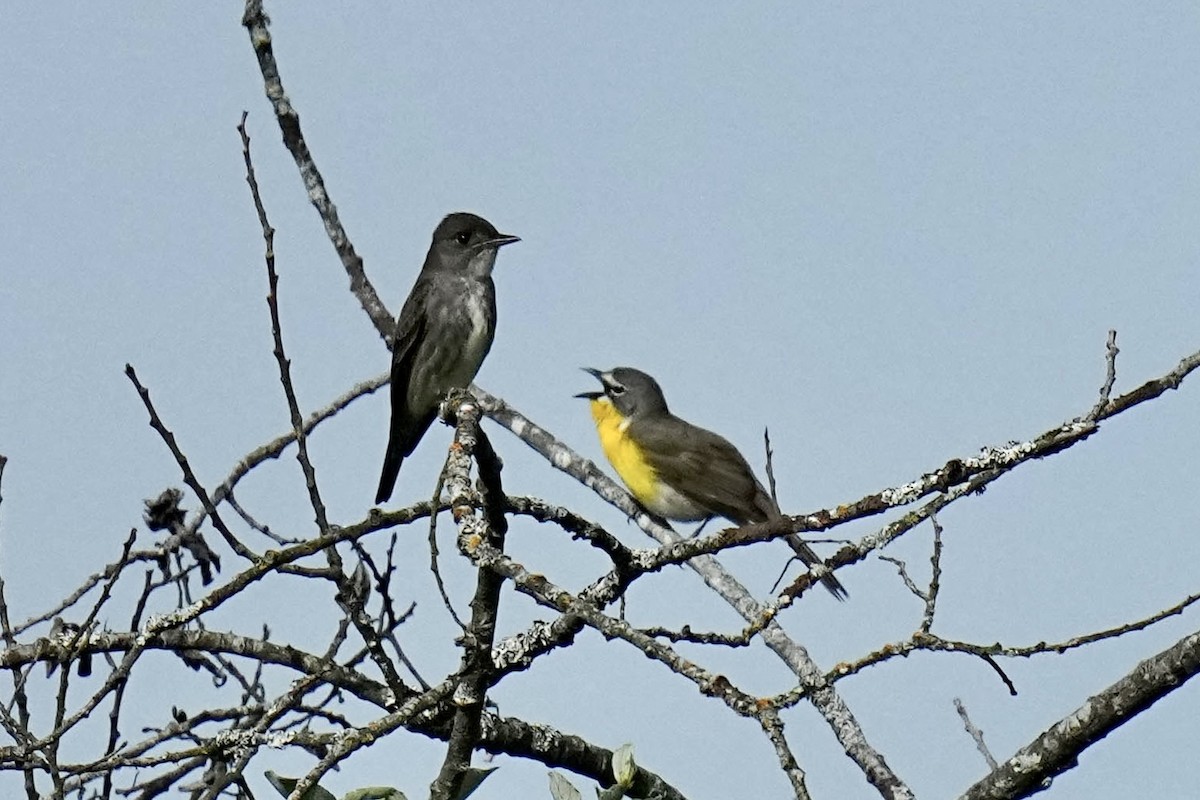 Yellow-breasted Chat - ML619919203