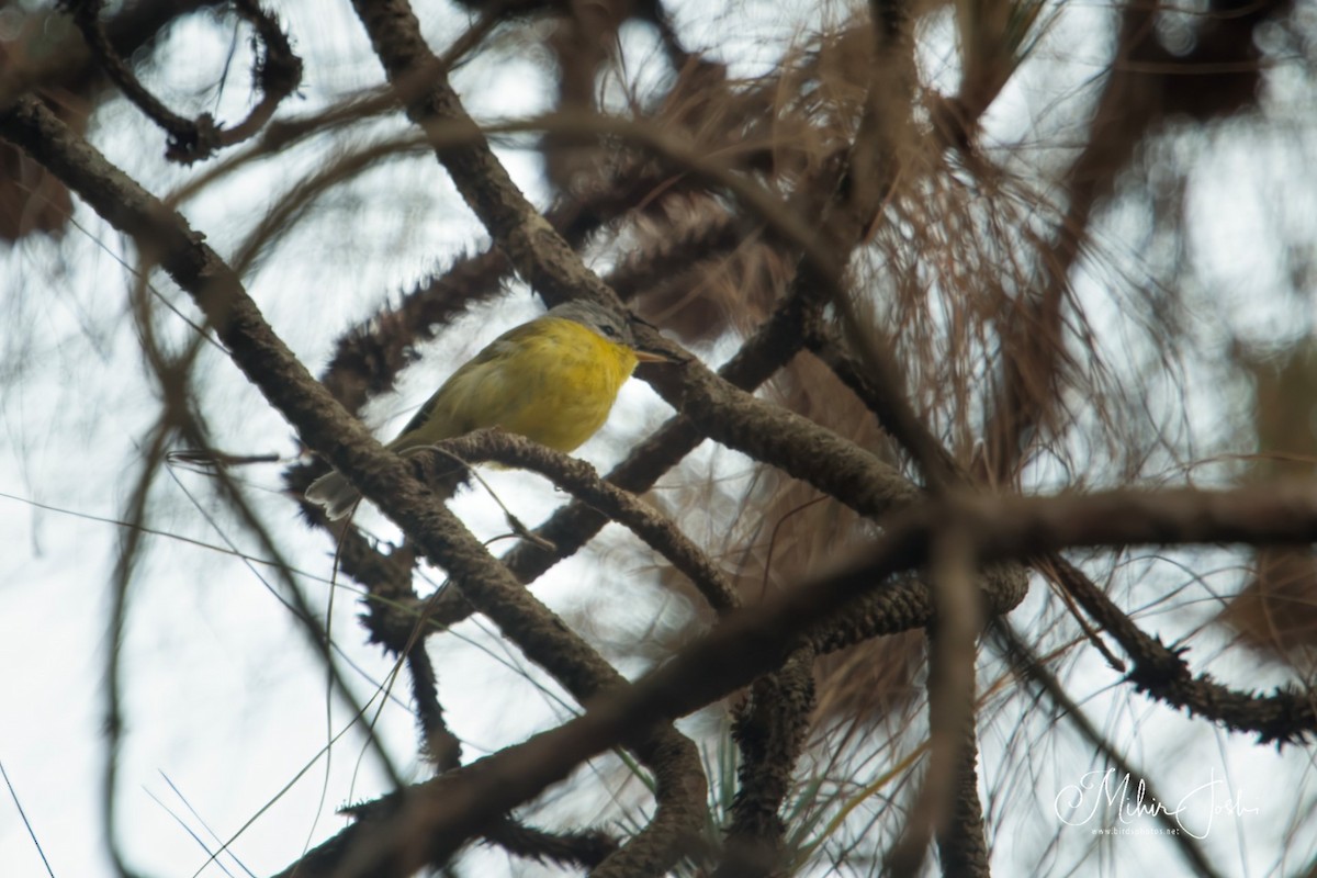 Gray-hooded Warbler - Mihir Joshi