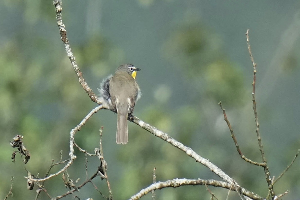 Yellow-breasted Chat - ML619919214