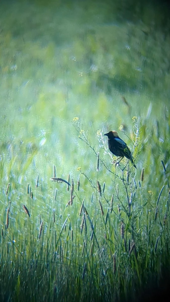 bobolink americký - ML619919231