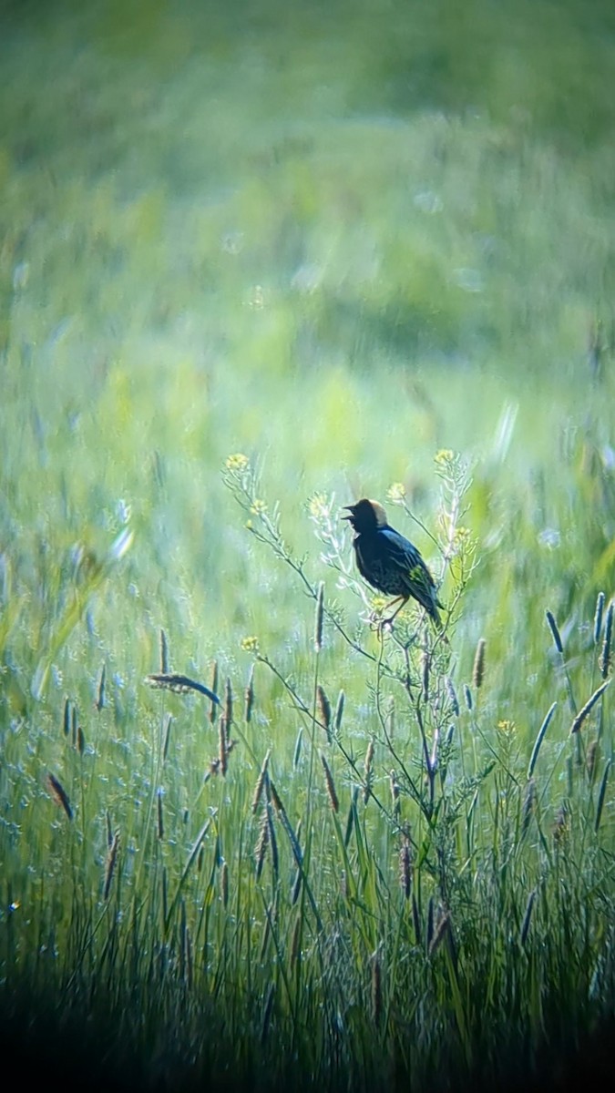 bobolink americký - ML619919232