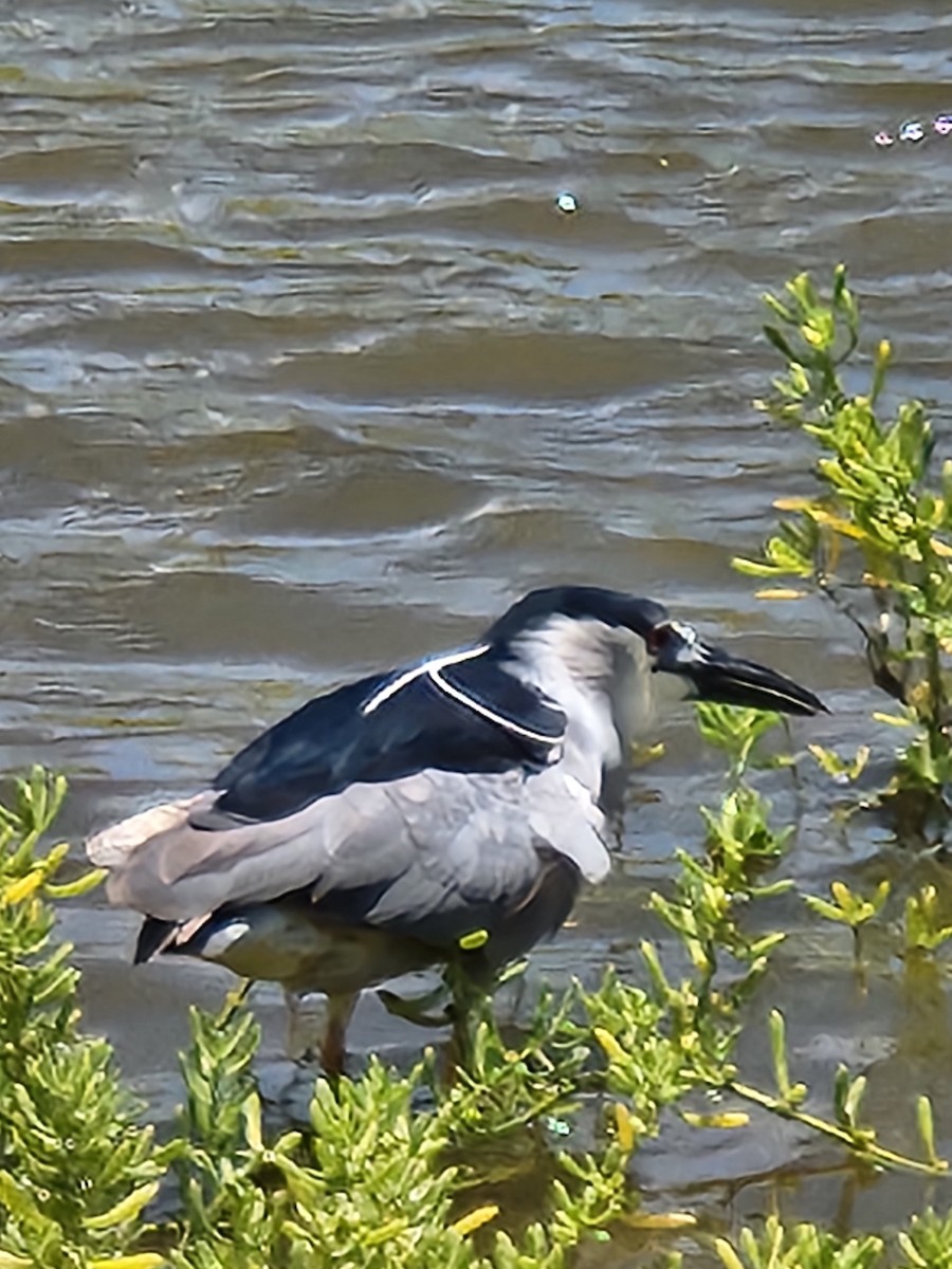 Black-crowned Night Heron - ML619919239