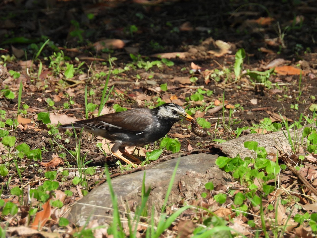 White-cheeked Starling - ML619919246