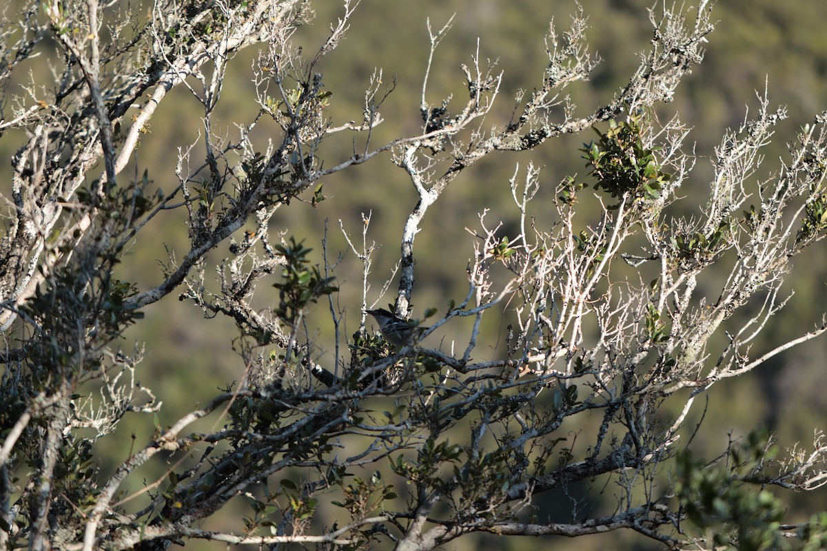 Black-backed Puffback - ML619919249