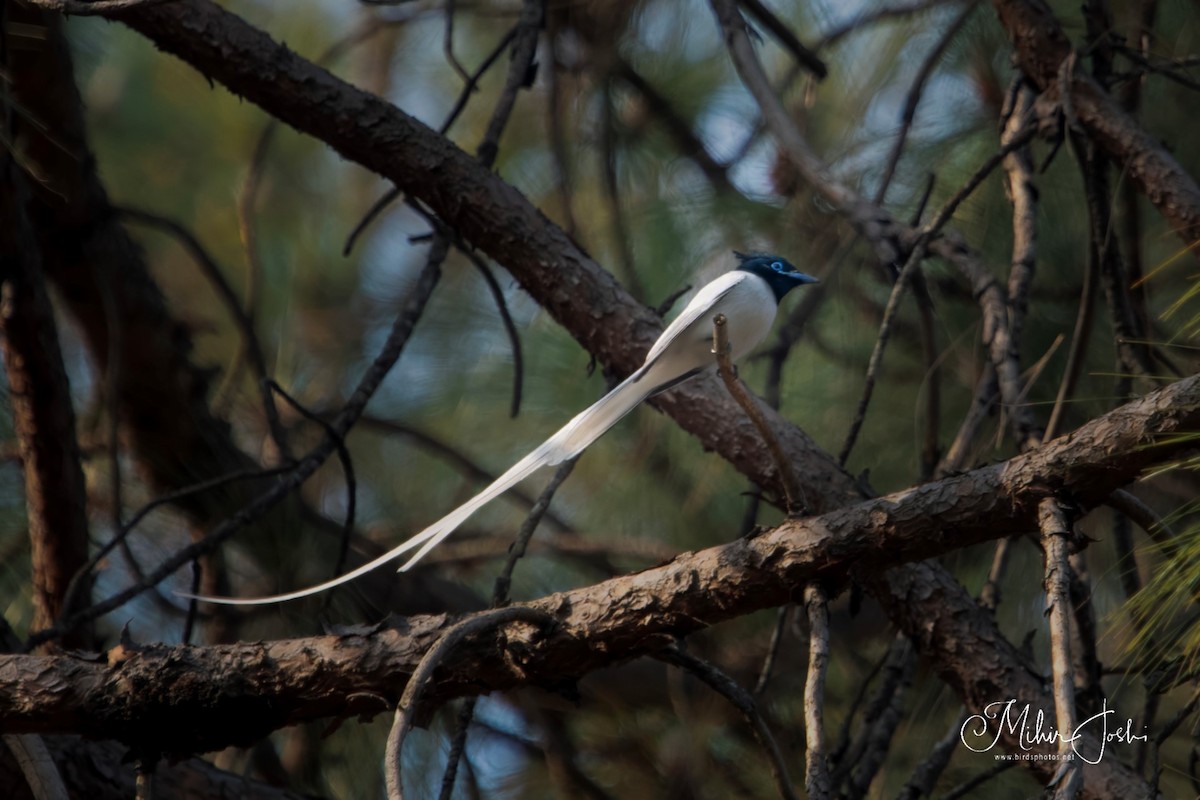 Indian Paradise-Flycatcher - ML619919254