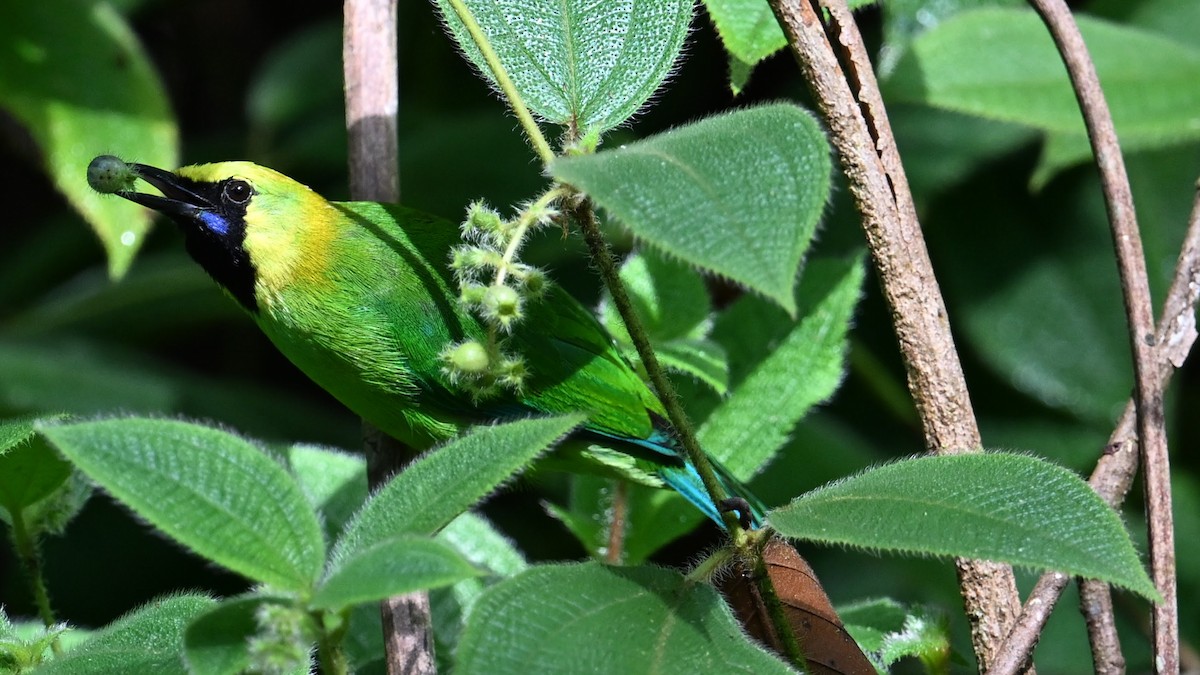 Blue-winged Leafbird - ML619919256