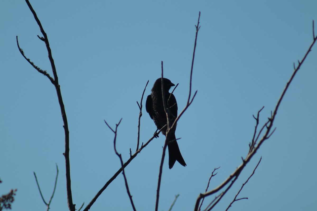 Fork-tailed Drongo - ML619919259