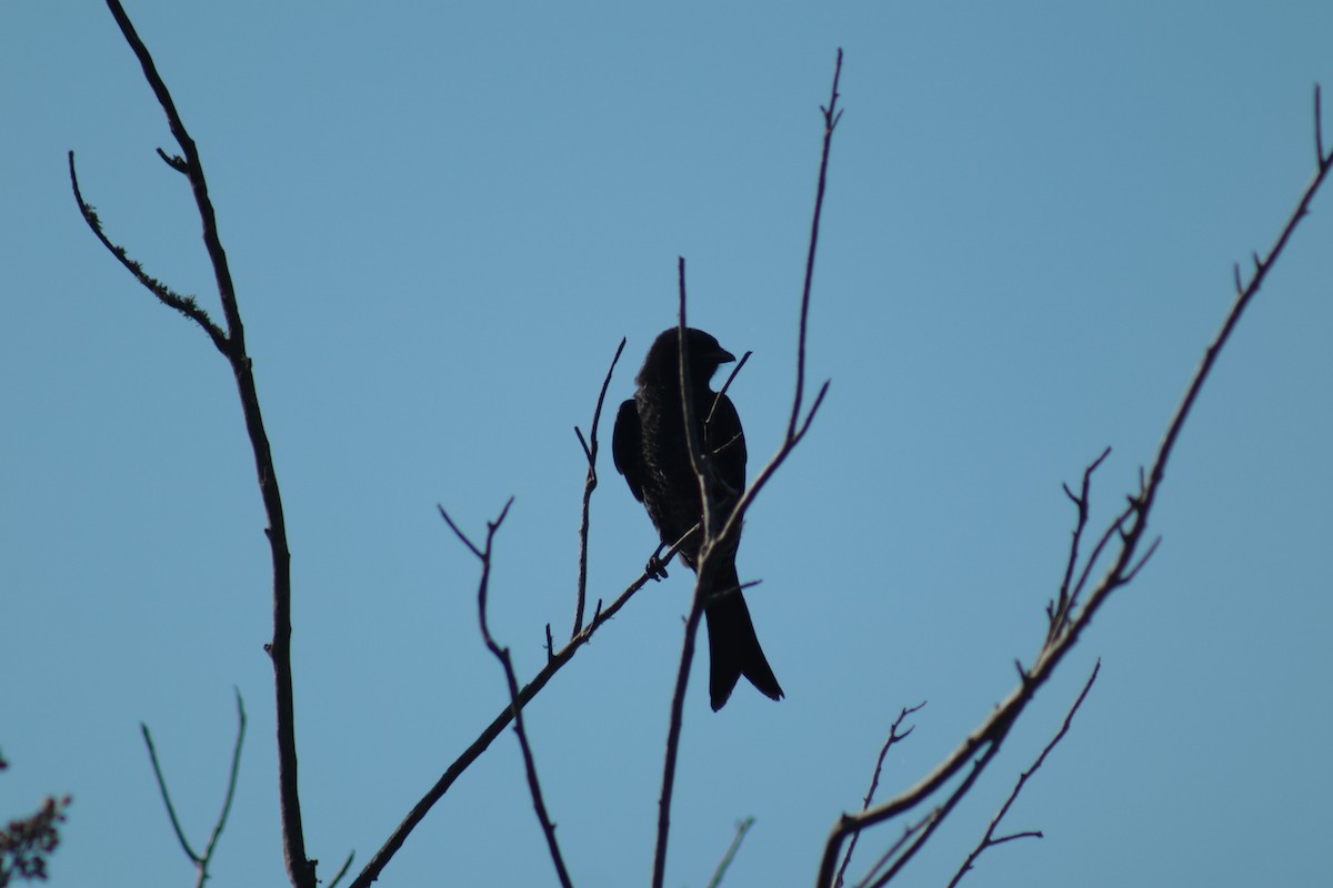drongo africký - ML619919259