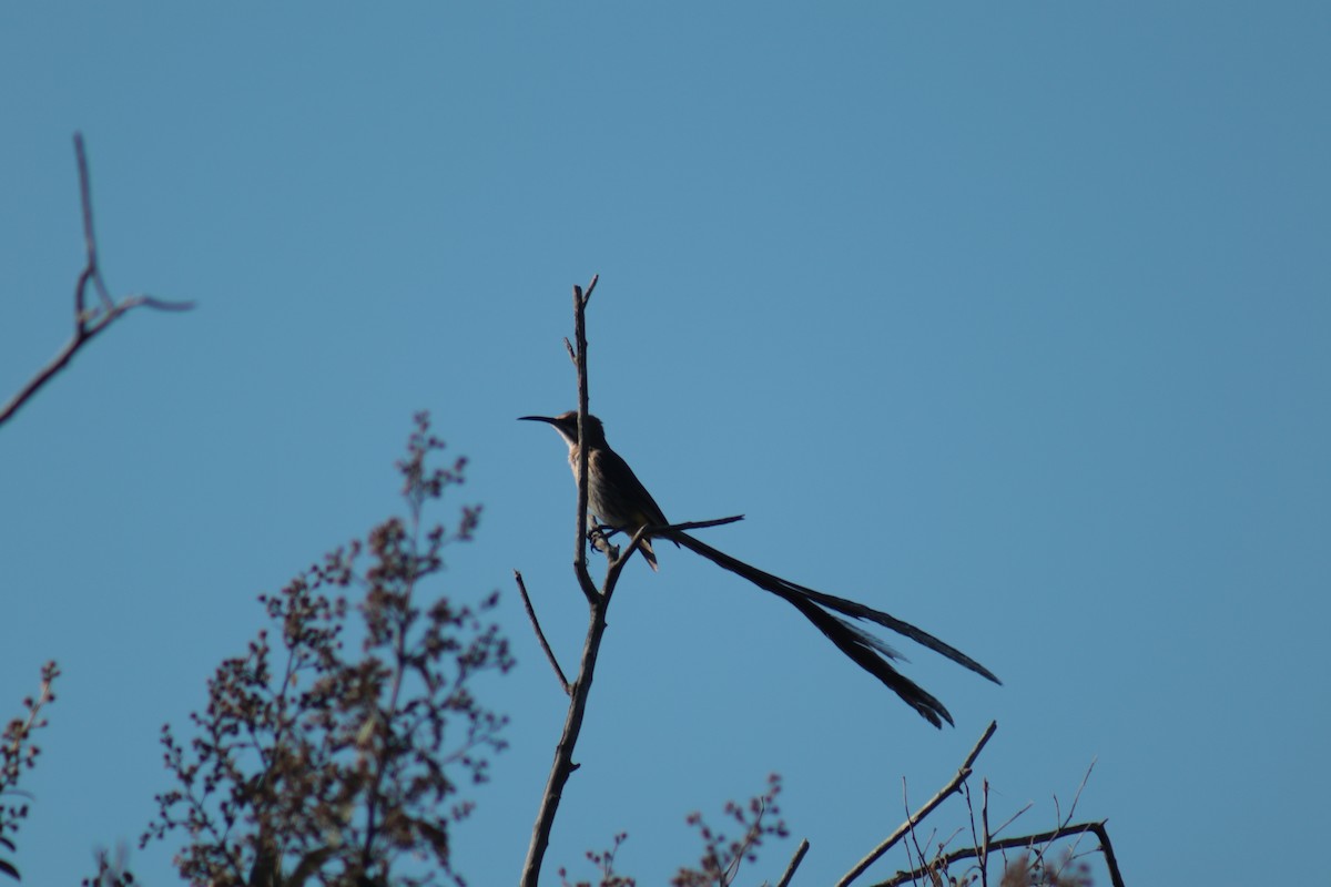 cukernatka kapská - ML619919281