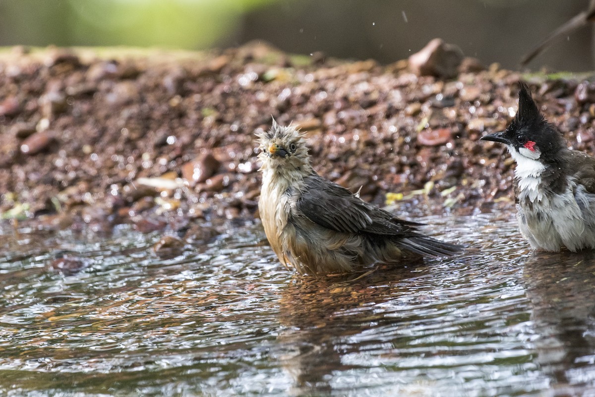 Malabar Starling - ML619919292