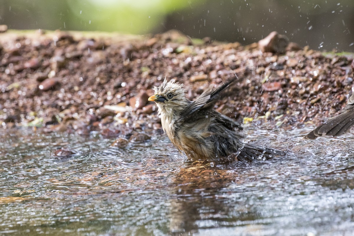 Malabar Starling - ML619919294