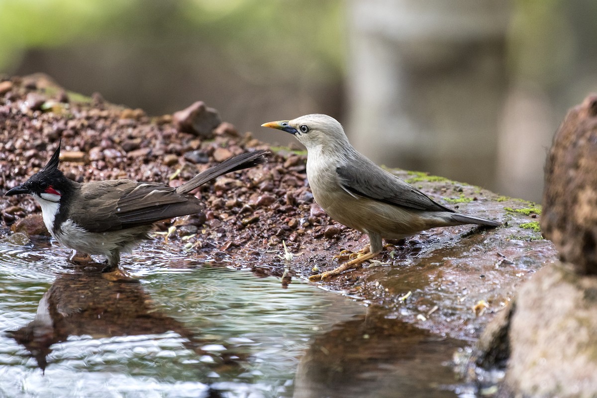 Malabar Starling - Ramesh Shenai