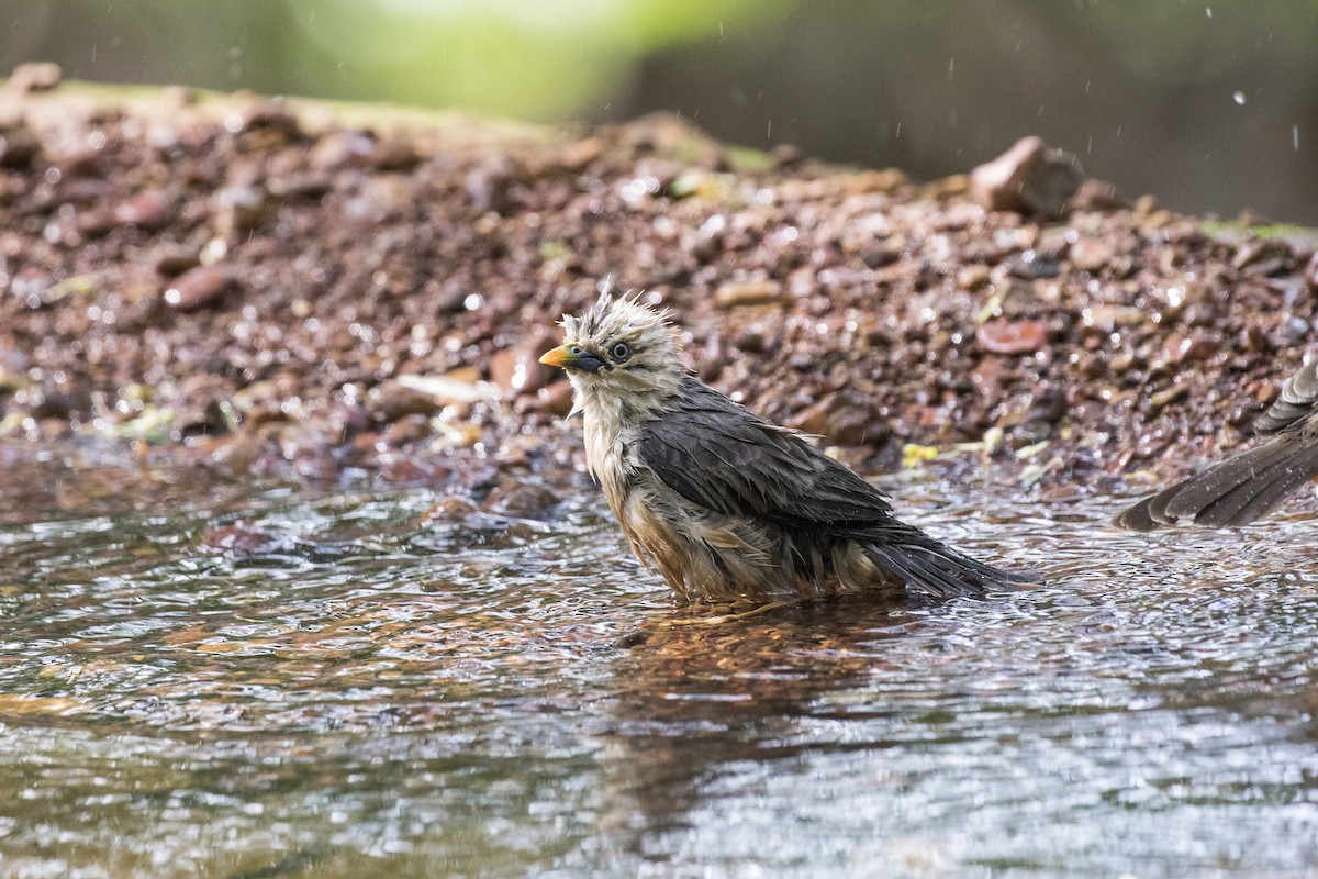 Malabar Starling - ML619919296