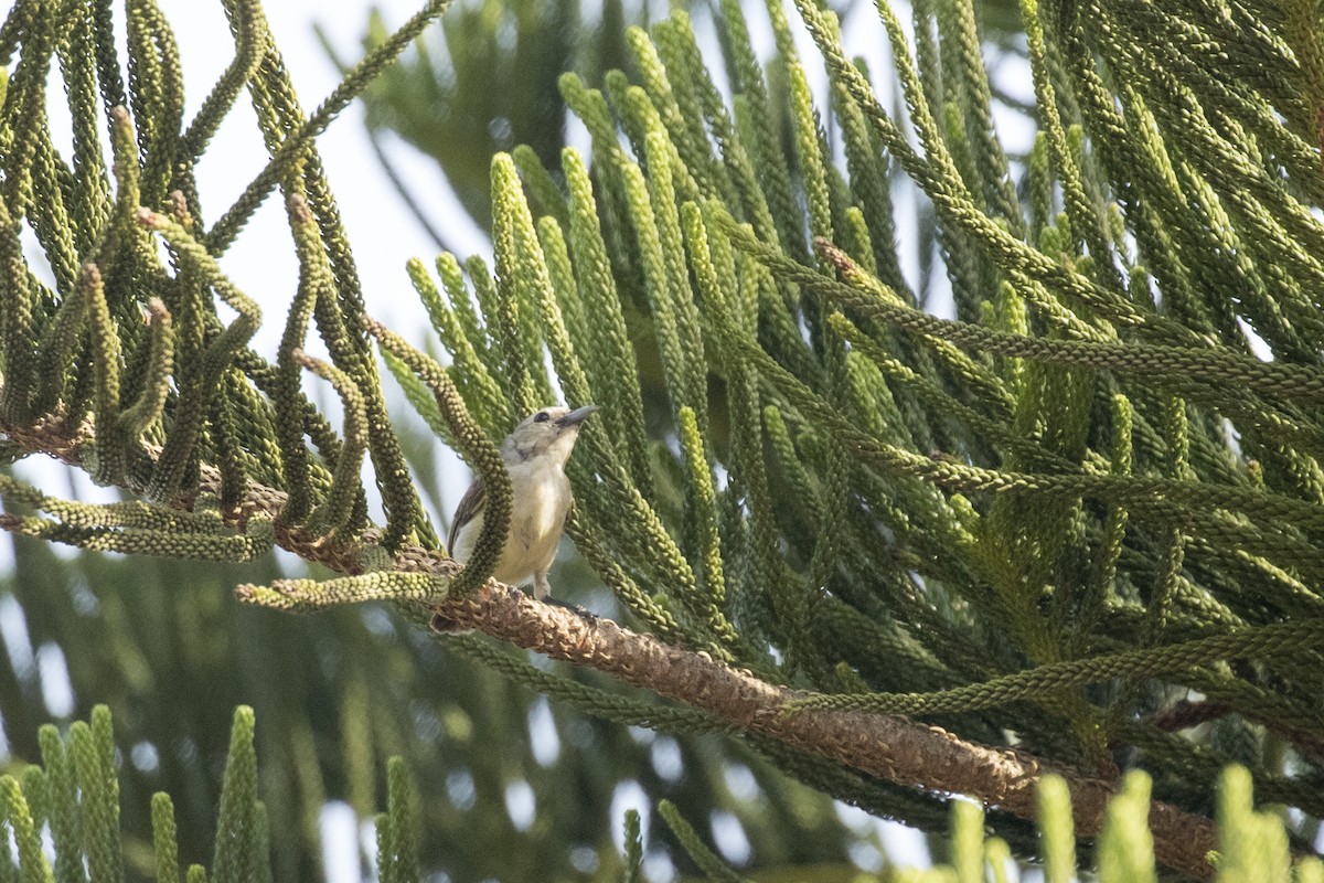 Nilgiri Flowerpecker - ML619919306