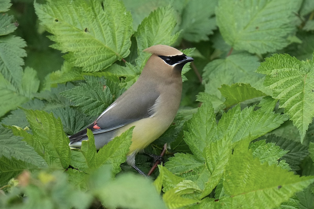 Cedar Waxwing - ML619919311