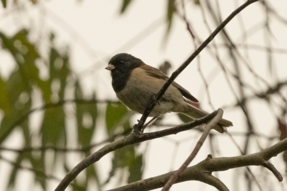 Dark-eyed Junco - ML619919327