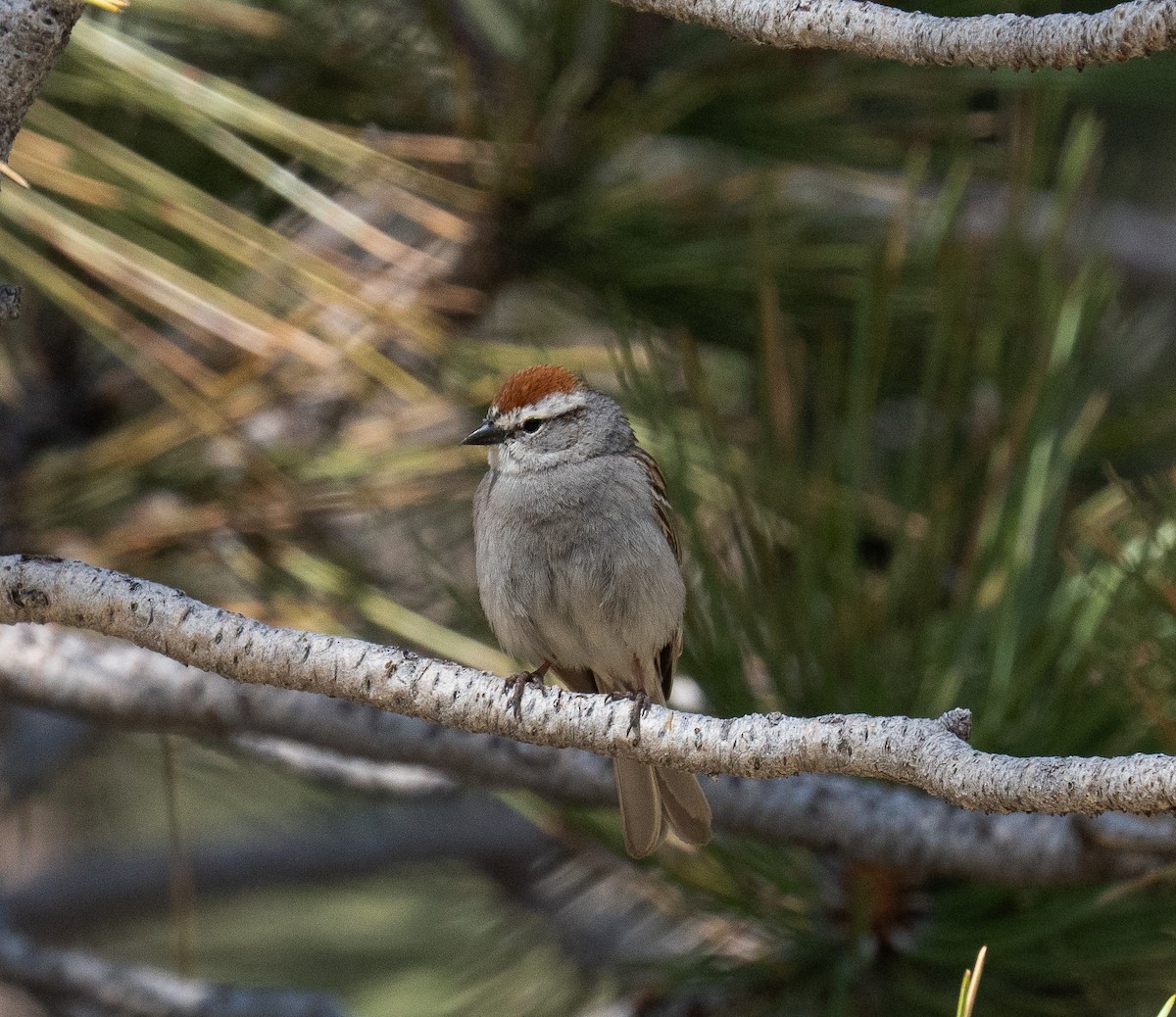 Chipping Sparrow - ML619919328