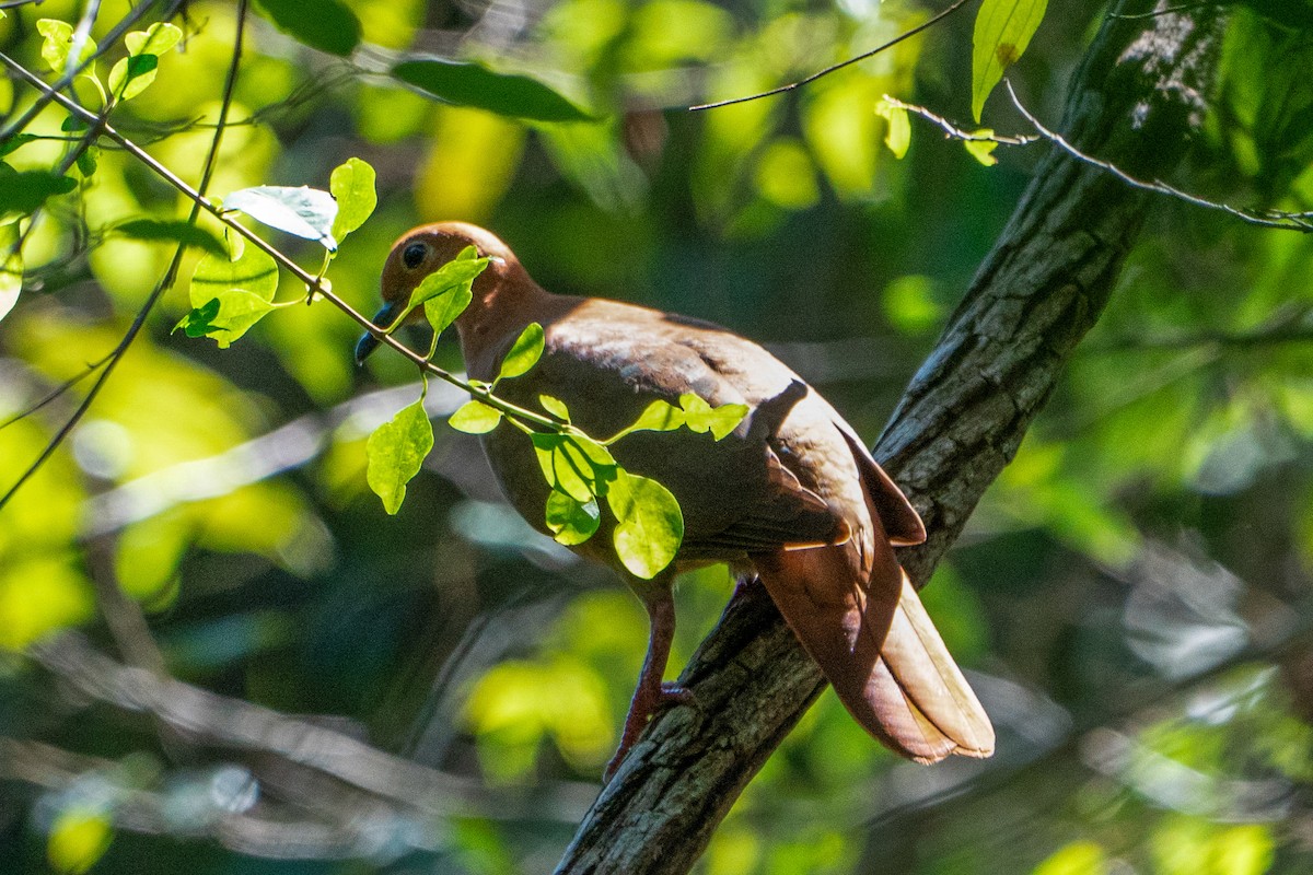 Wetar Ground Dove - ML619919339