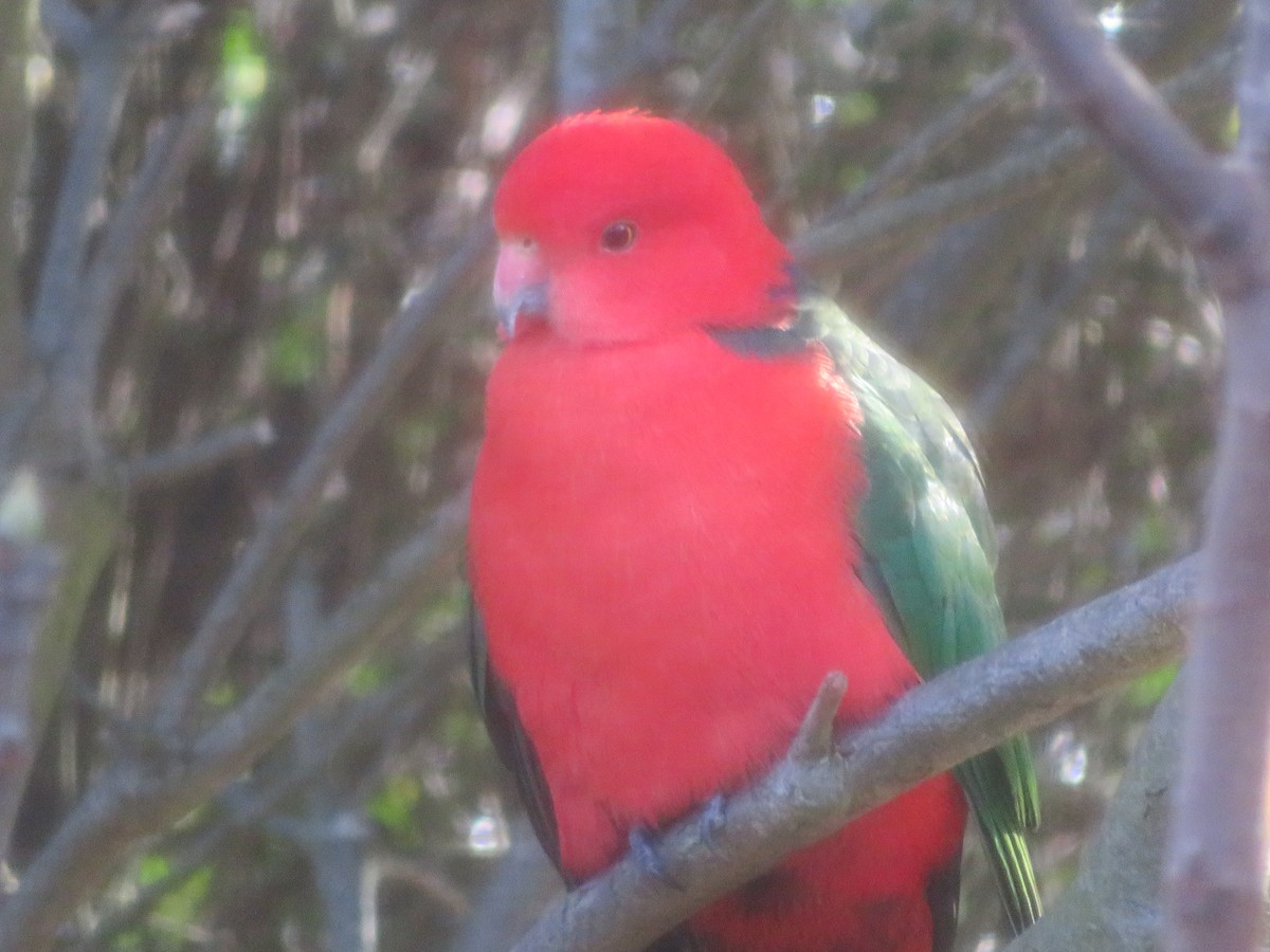 Avustralya Kral Papağanı - ML619919340