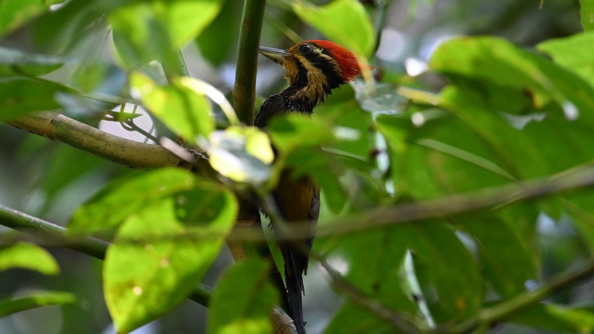 Olive-backed Woodpecker - ML619919359