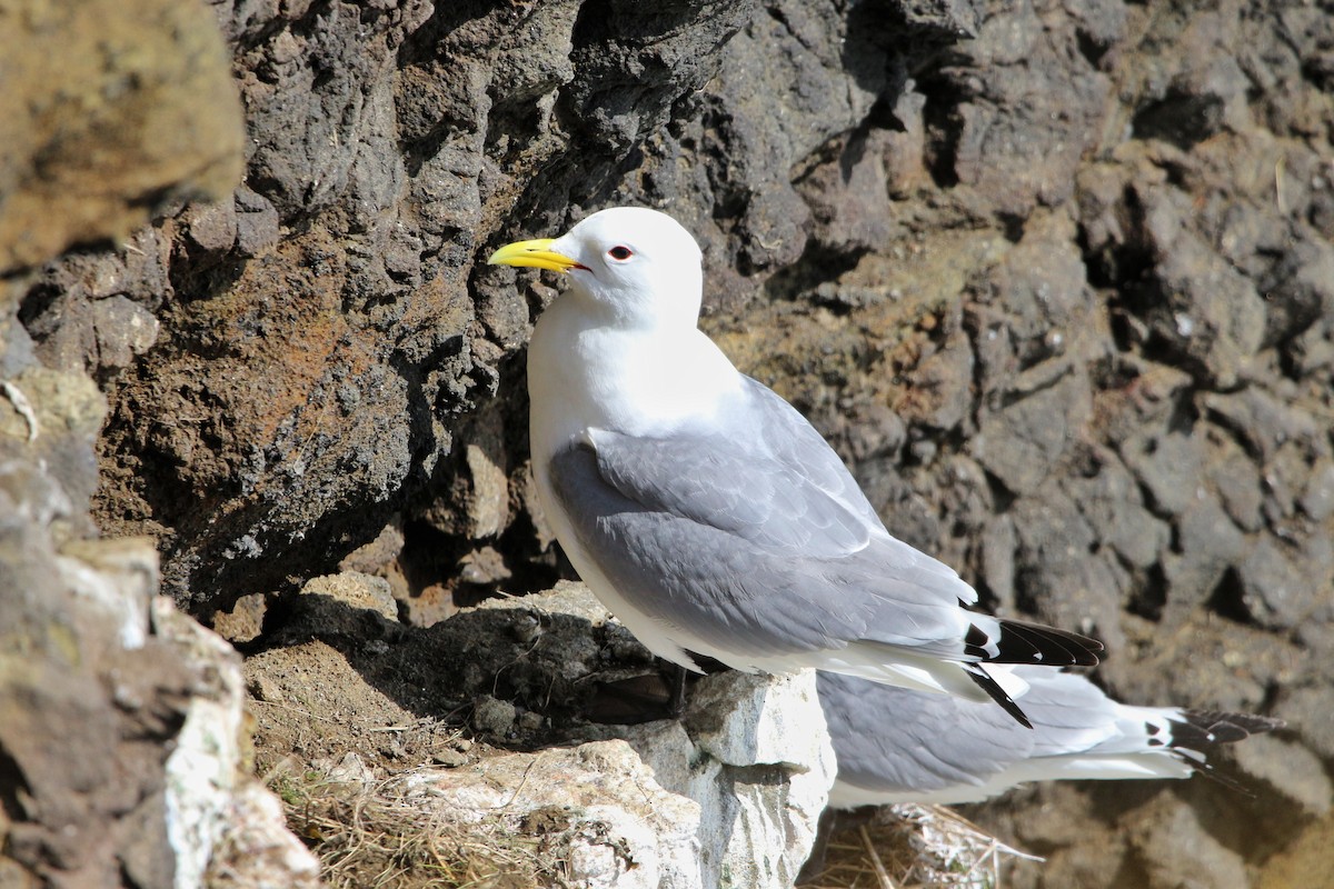 Mouette tridactyle - ML619919360
