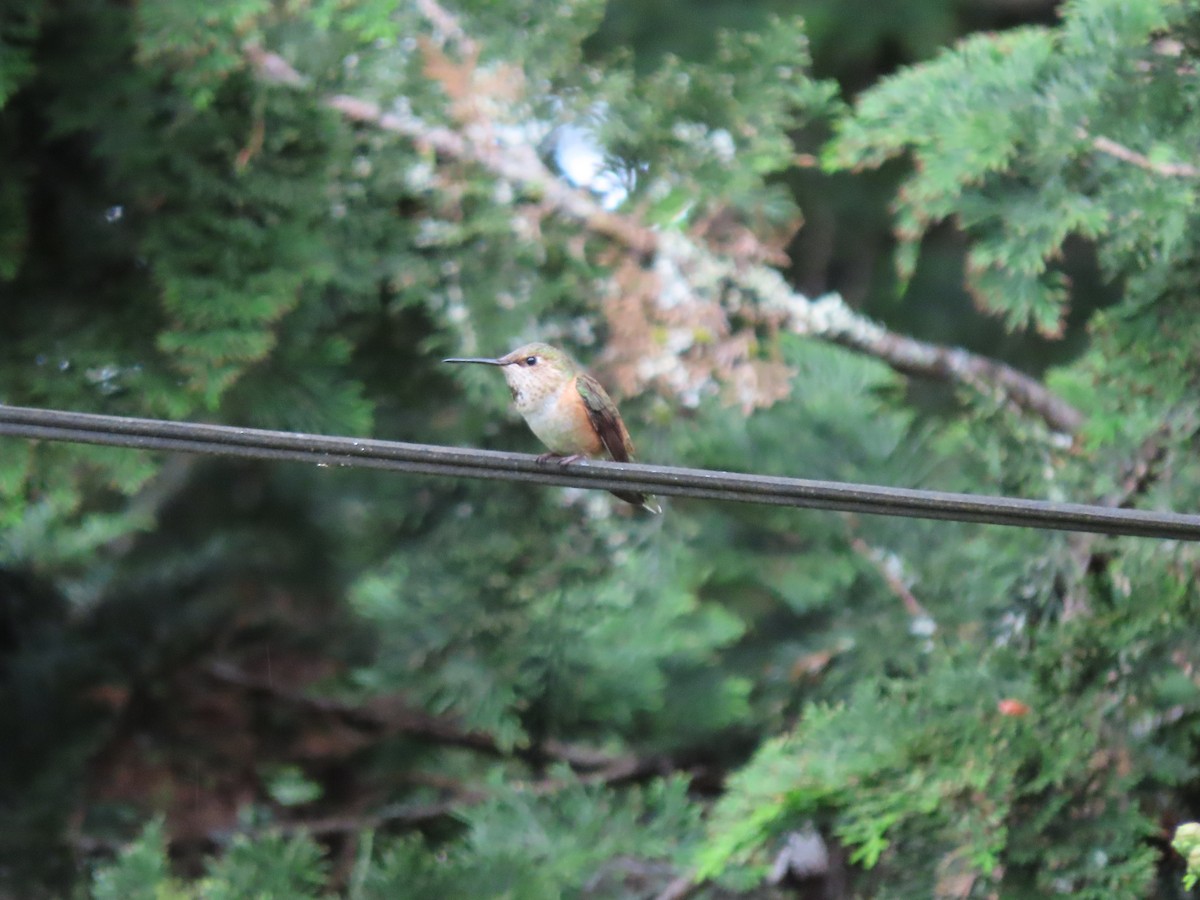 Rufous Hummingbird - ML619919374