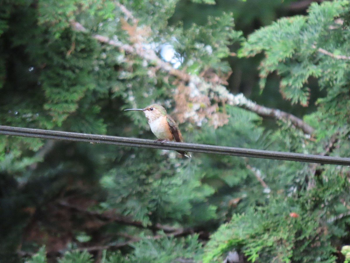 Rufous Hummingbird - ML619919376