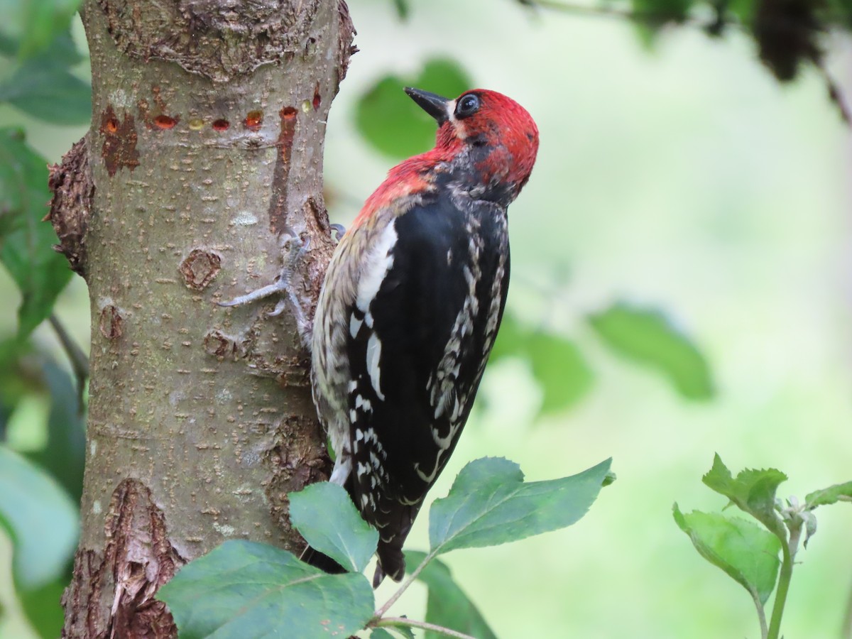 Red-breasted Sapsucker - ML619919378