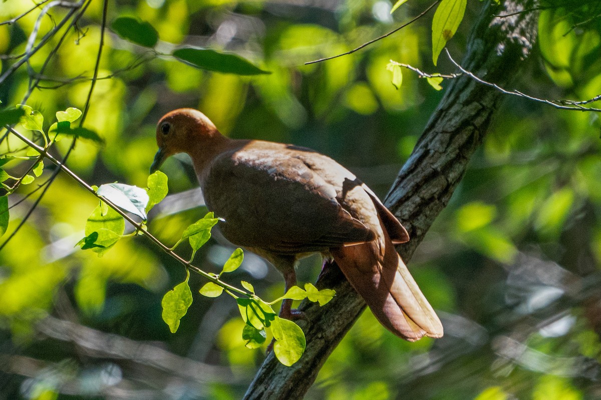 Wetar Ground Dove - ML619919380