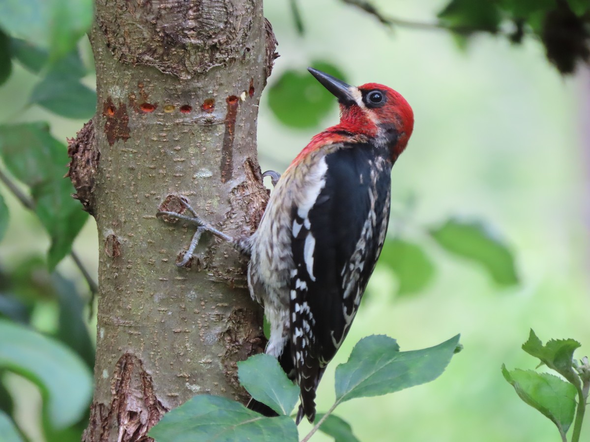 Red-breasted Sapsucker - ML619919382