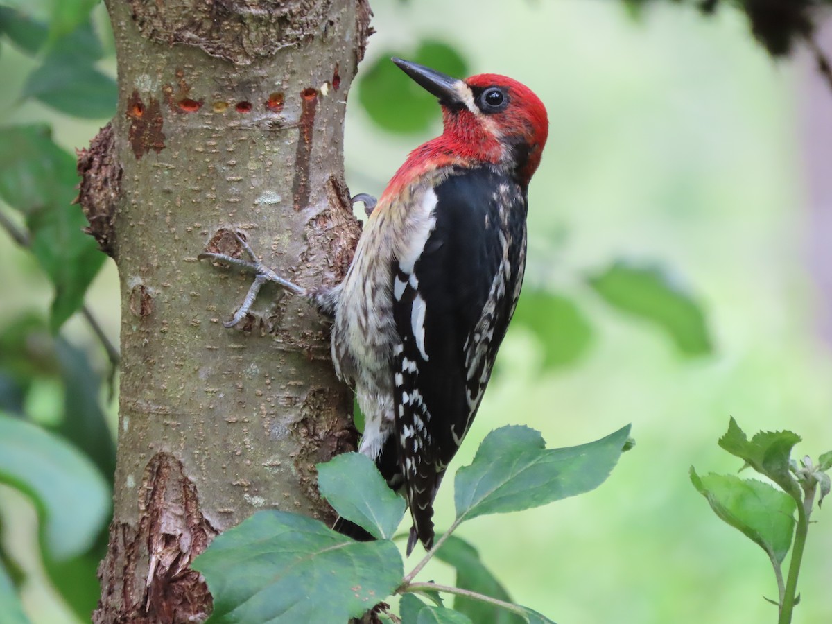 Red-breasted Sapsucker - ML619919383