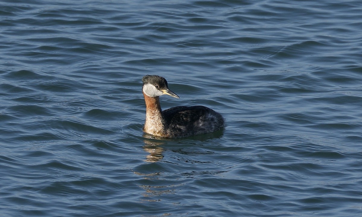 Red-necked Grebe - ML619919385