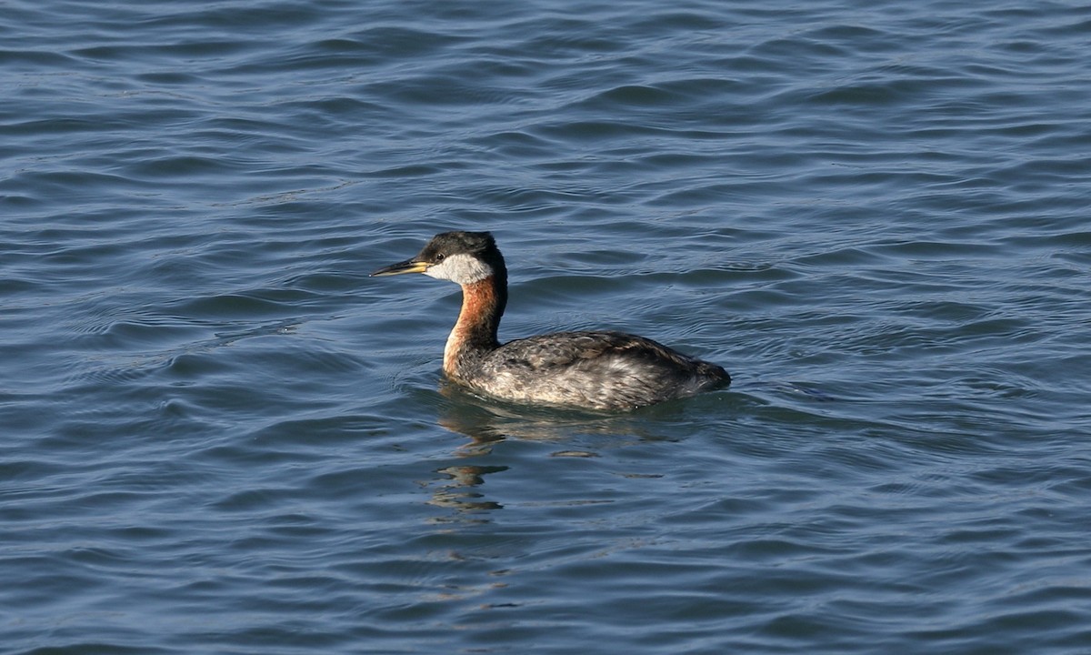 Red-necked Grebe - ML619919386