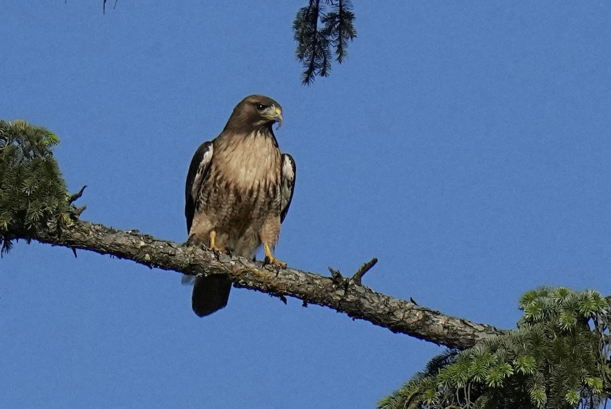 Red-tailed Hawk - ML619919388
